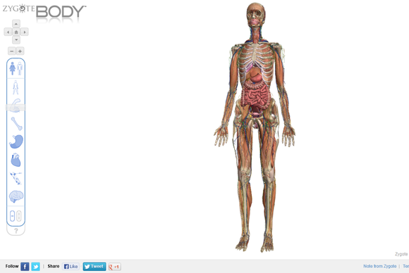 Zygote_Body_full_body_screenshot