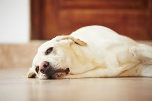 labrador dog waiting resignedly